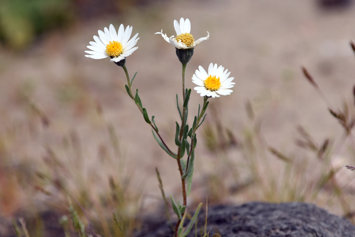 Whitedaisy Tidytips are found in open areas in upper and lower deserts in gravelly or sandy soils. Note the green leaves that are mostly thin and linear. Layia glandulosa
